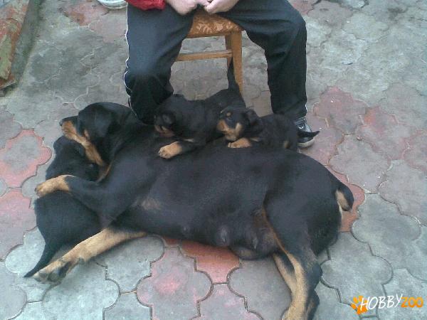 Vand Pui Rottweiler Talie mijlocie