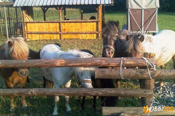 vand ponei iepe gestante