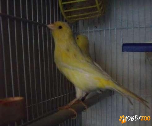 canari de cantec si de culoare