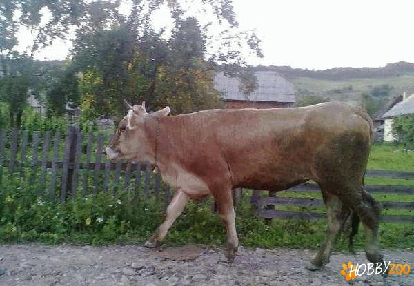 juninca bruna de maramures