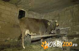 Bovina Vaca buna de lapte