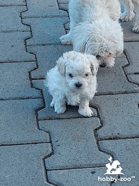 De vânzare Bichon  Mini Toy