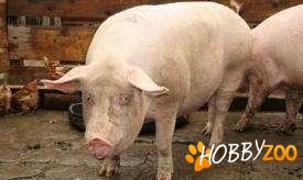  Porci rasa de carne