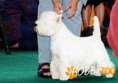 West highland whit terrier,Westy