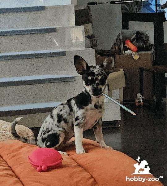 Chihuahua caută pereche