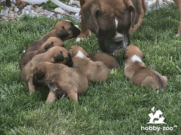 Boxer German - cautam un nou camin