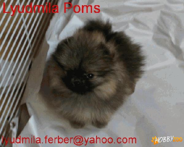 POMERANIAN DE VANZARE MASCUL
