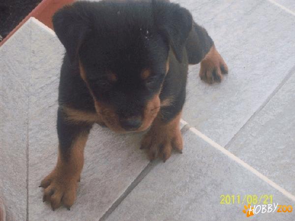 vand pui rottweiler