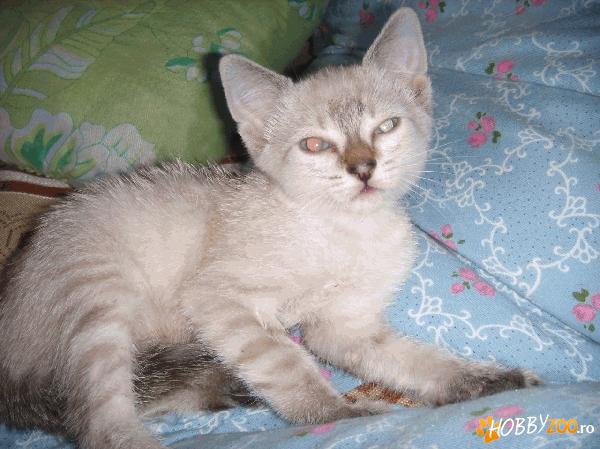 Siamese Lynx pointed mascul