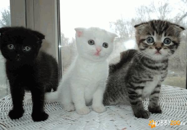 British Shorthair Scottish Fold