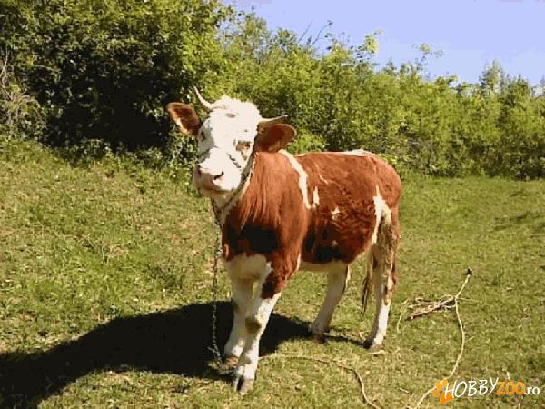 juninca superba baltata