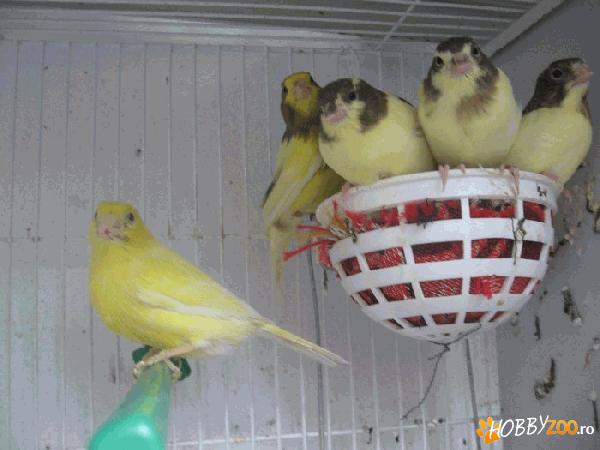 Vand canari de cantec Harz roller