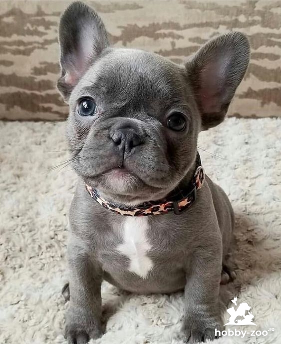 Buldogi francezi de vânzare