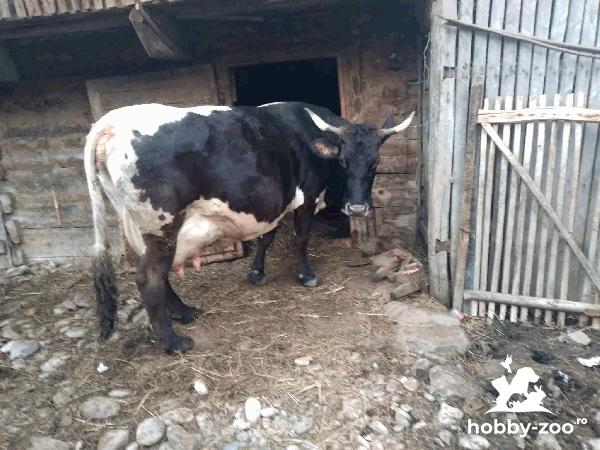 Vaca de vânzare detalii la numărul de telefon 0761080816 