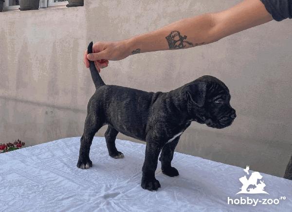 Cane Corso catelus de vanzare