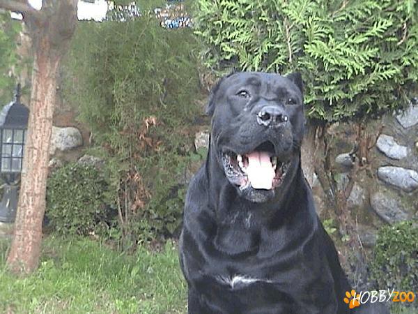 pui cane corso 160 e