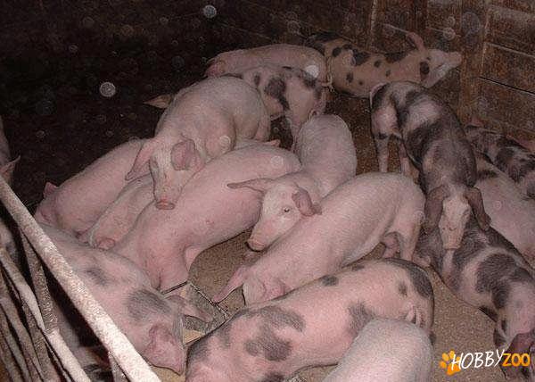 oaie purcei porci carne