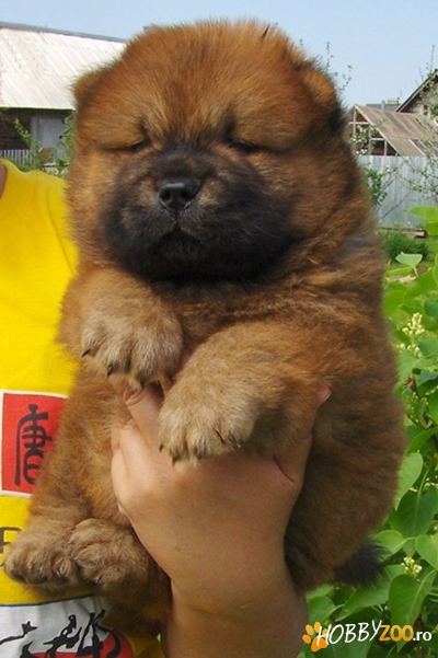 catei chow chow de vanzare