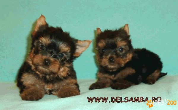 DE VANZARE YORKSHIRE TERRIER CU PEDIGREE