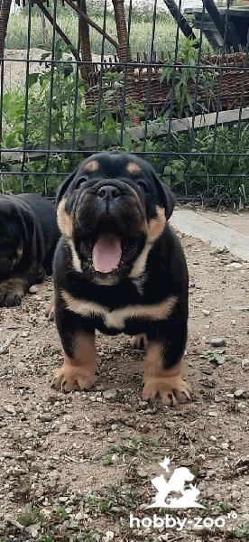 Bulldog englez catelus