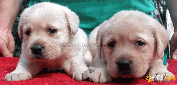 Labrador Retriever Hidalgos 