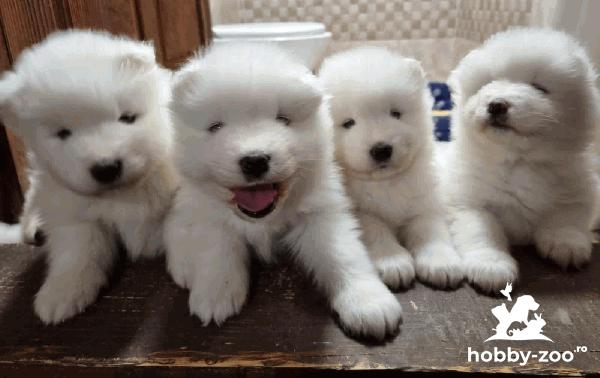 Vanzare pui din rasa SAMOYED