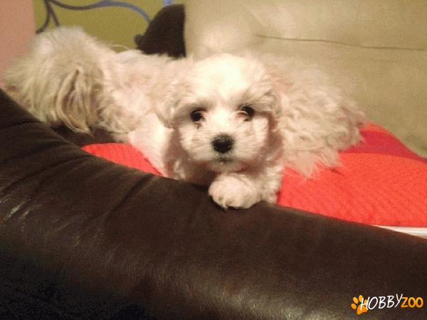 De vanzare pui de Bichon Maltez !