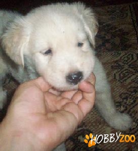 Mascul Golden Retriever