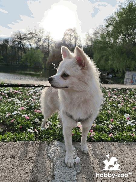 Pomeranian Spitz imperechere