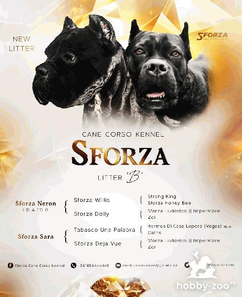 Cane Corso – pui de vânzare