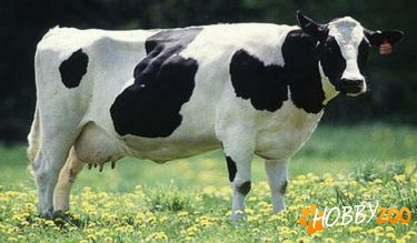 vaci lapte Baltata Romaneasca