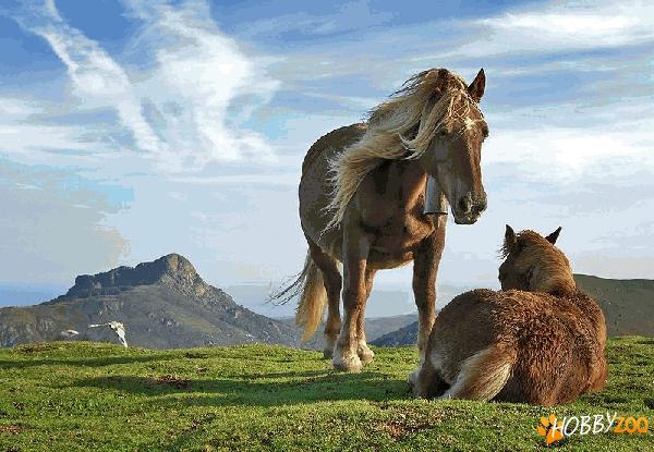 Basque Mountain Horse