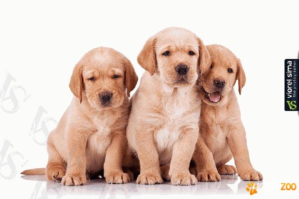 Vand puiuti labrador