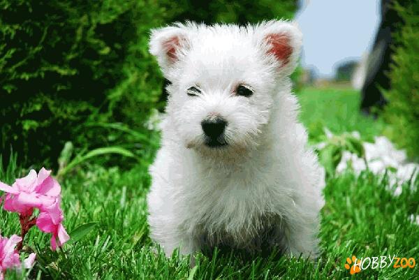 West Highland White terrier