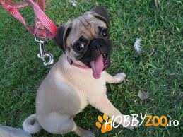 Femela Pug disponibila pentru monta
