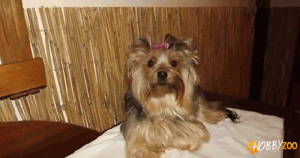femela yorkshire terrier