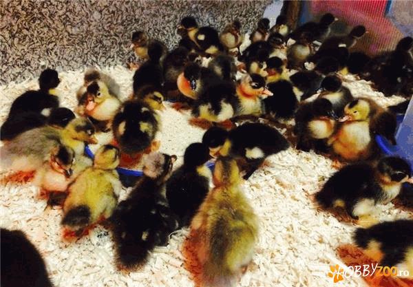 Rate Pekin , ratuste colorate 