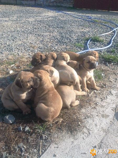 BULLMASTIFF