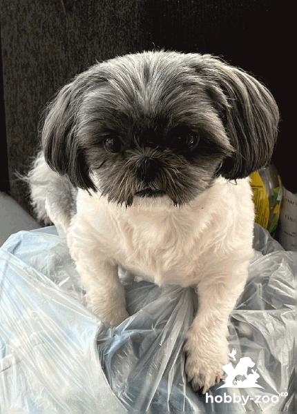 Shih-tzu căut fetita micuța si frumoasa ca mine 