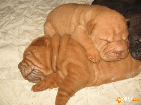 vand catei shar-pei satu mare