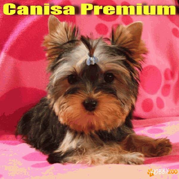 Yorkshire Terrier Toy de vanzare