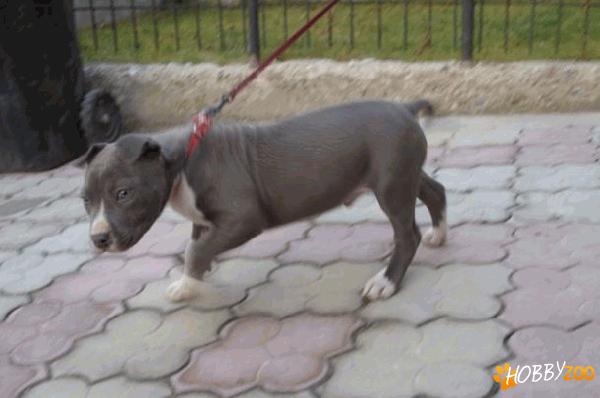 amstaff blue mascul cu pedigree 
