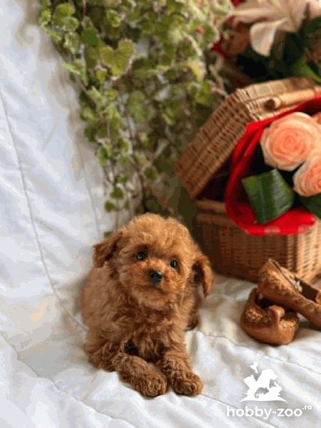 Pui de Bichon Toy și Bichon Pitic