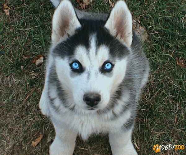 Husky Siberian de vanzare