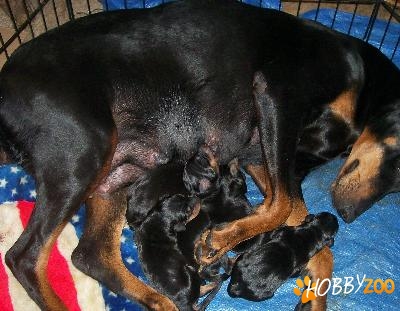 Prenotari pui Doberman