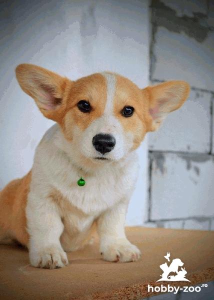 Welsh Corgi Pembroke – Căței frumoși