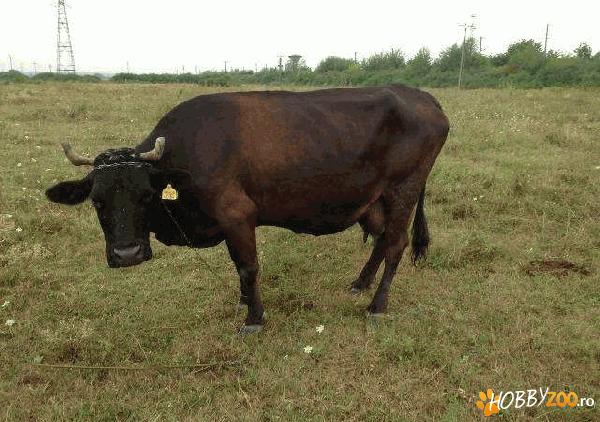 Vand vaci rasa Holstein
