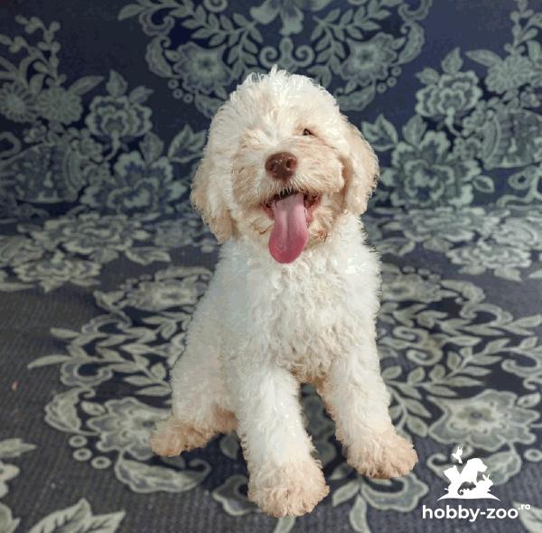 Lagotto Romagnolo căței