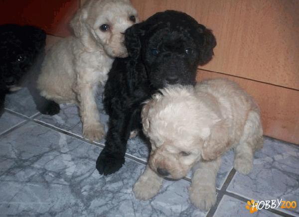 Pui caniche talie mijlocie