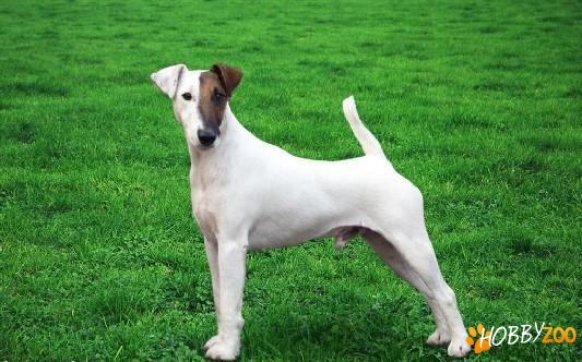 Mascul fox terrier smooth